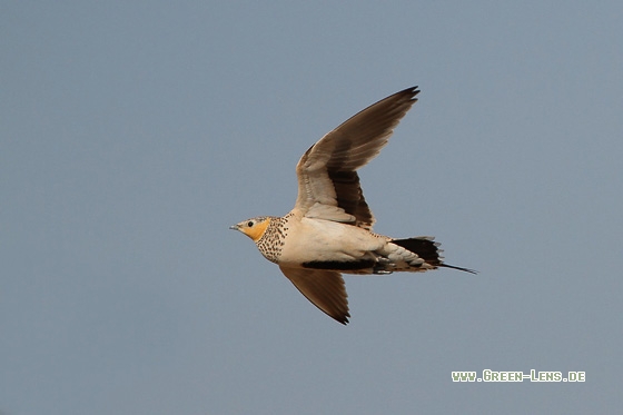 Tropfenflughuhn - Copyright Stefan Pfützke