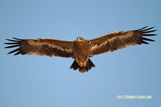 Steppenadler - Copyright Stefan Pfützke