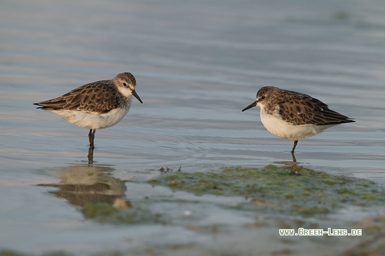 Zwergstrandläufer - Copyright Stefan Pfützke