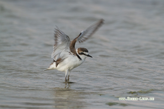 Seeregenpfeifer - Copyright Stefan Pfützke