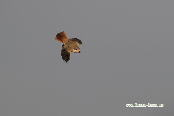 Isabellwürger - Copyright Stefan Pfützke