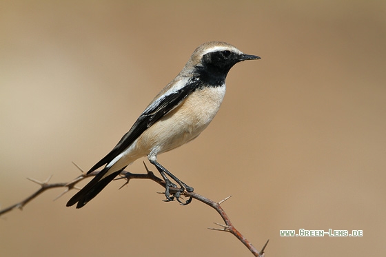 Wüstensteinschmätzer - Copyright Stefan Pfützke