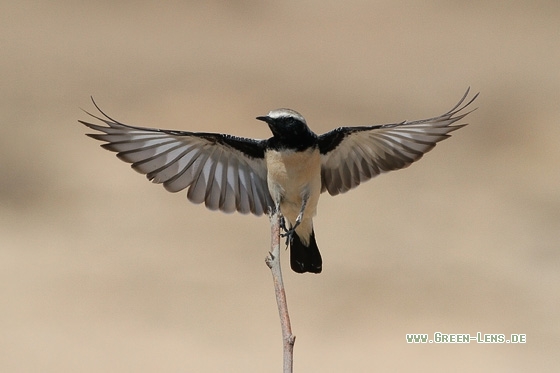 Wüstensteinschmätzer - Copyright Stefan Pfützke