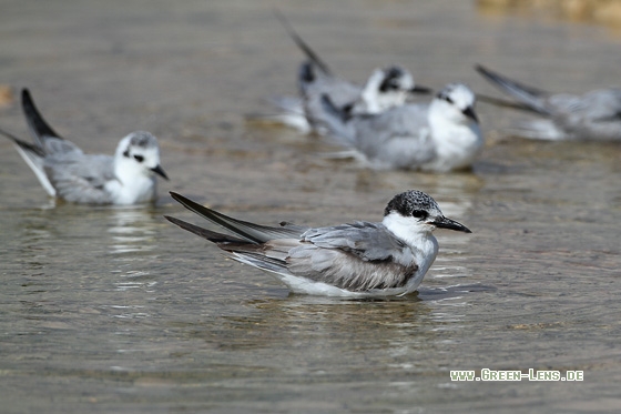 Weißbart-Seeschwalbe - Copyright Stefan Pfützke