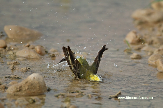 Schafstelze - Copyright Stefan Pfützke