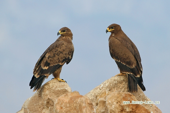Steppenadler - Copyright Stefan Pfützke