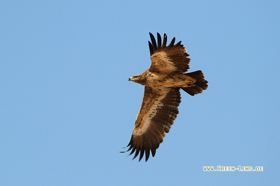 Steppenadler - Copyright Stefan Pfützke