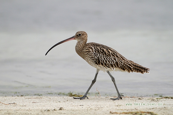 Großer Brachvogel - Copyright Stefan Pfützke