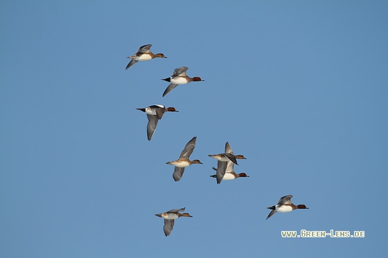 Pfeifente - Copyright Stefan Pfützke