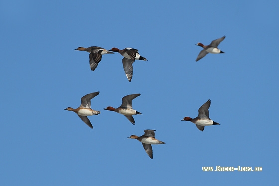 Pfeifente - Copyright Stefan Pfützke