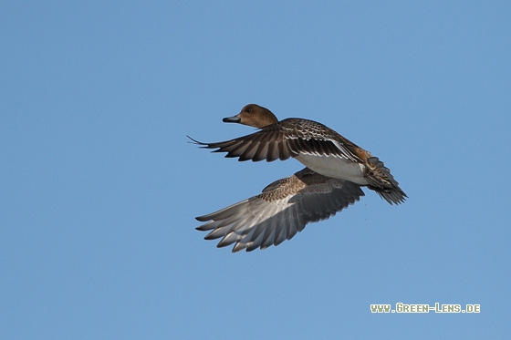 Pfeifente - Copyright Stefan Pfützke