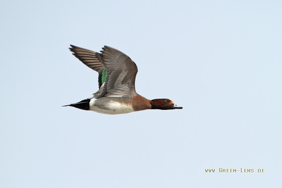 Pfeifente - Copyright Stefan Pfützke