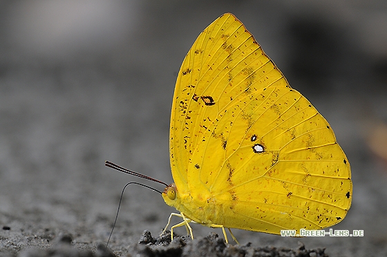 - Copyright Christian Gelpke