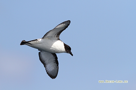 Kapsturmvogel - Copyright Christoph Moning