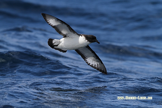 Kapsturmvogel - Copyright Christoph Moning