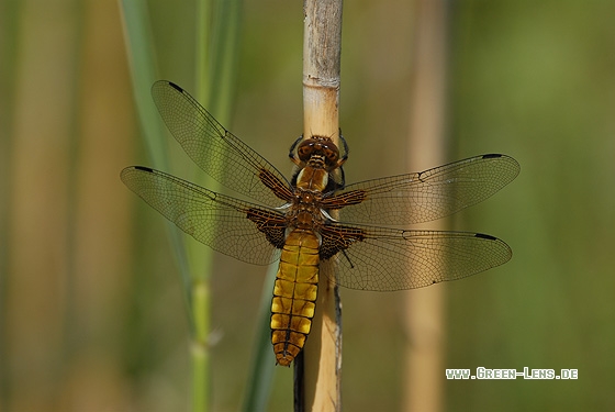 Plattbauch - Copyright Christian Gelpke