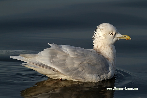 Polarmöwe - Copyright Stefan Pfützke