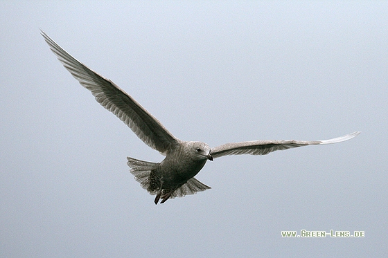 Polarmöwe - Copyright Stefan Pfützke