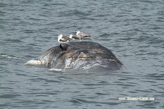 Pottwal - Copyright Stefan Pfützke