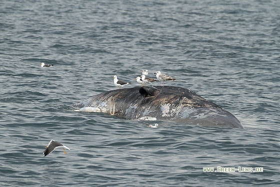Pottwal - Copyright Stefan Pfützke