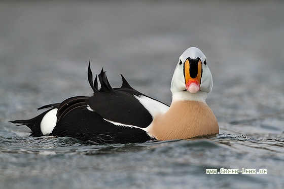 Prachteiderente - Copyright Stefan Pfützke