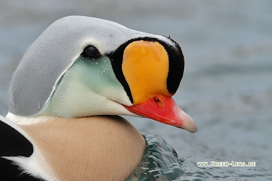 Prachteiderente - Copyright Stefan Pfützke