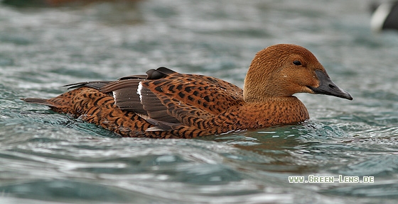 Prachteiderente - Copyright Stefan Pfützke