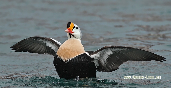 Prachteiderente - Copyright Stefan Pfützke