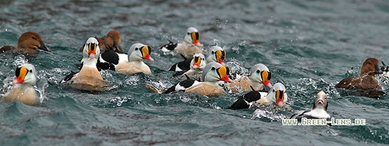 Prachteiderente - Copyright Stefan Pfützke