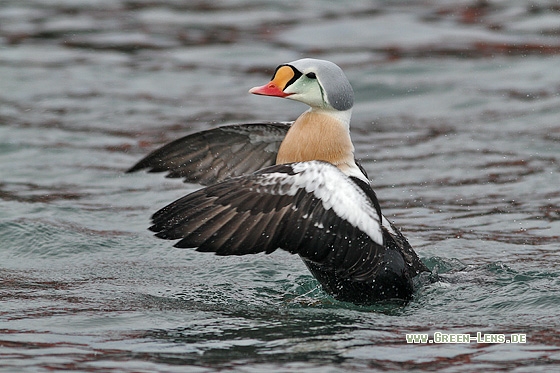 Prachteiderente - Copyright Stefan Pfützke