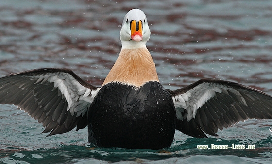 Prachteiderente - Copyright Stefan Pfützke