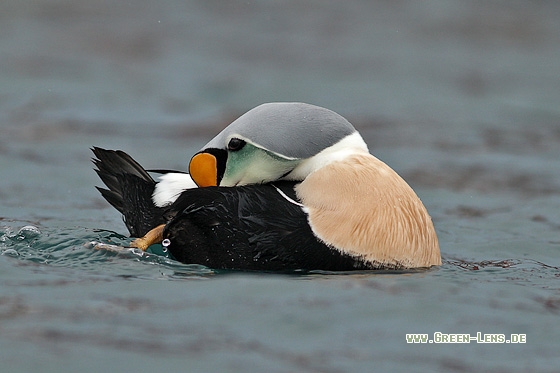 Prachteiderente - Copyright Stefan Pfützke