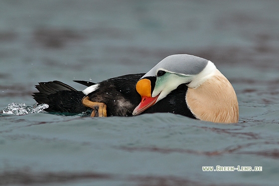 Prachteiderente - Copyright Stefan Pfützke