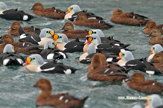 Prachteiderente - Copyright Stefan Pfützke