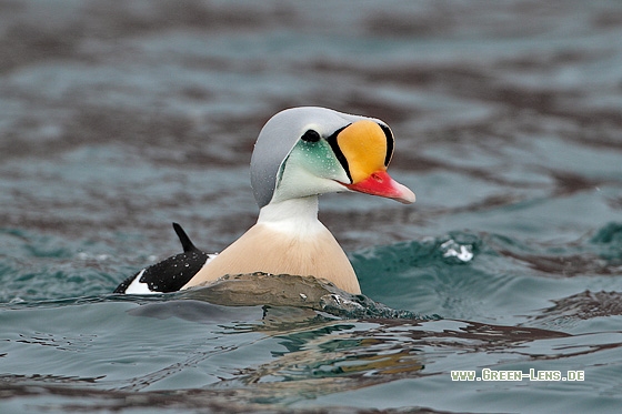 Prachteiderente - Copyright Stefan Pfützke