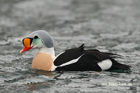 Prachteiderente - Copyright Stefan Pfützke