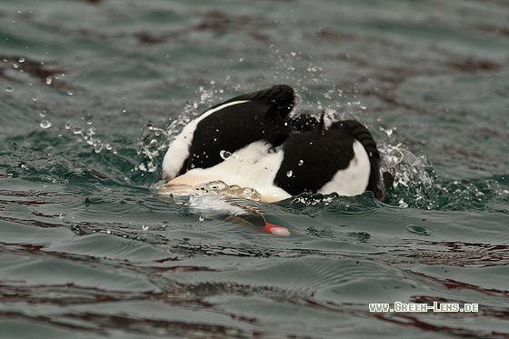 Prachteiderente - Copyright Stefan Pfützke