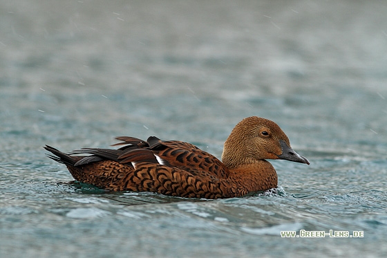 Prachteiderente - Copyright Stefan Pfützke