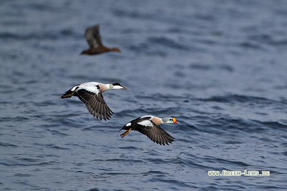 Prachteiderente - Copyright Stefan Pfützke