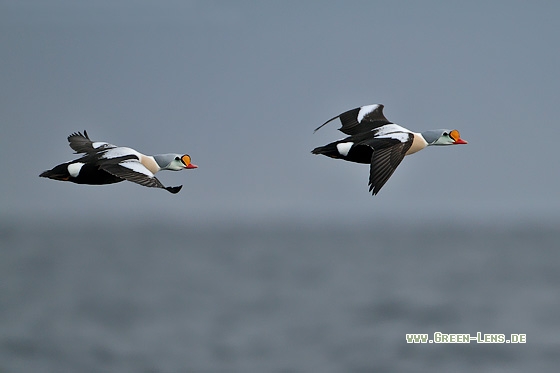 Prachteiderente - Copyright Stefan Pfützke