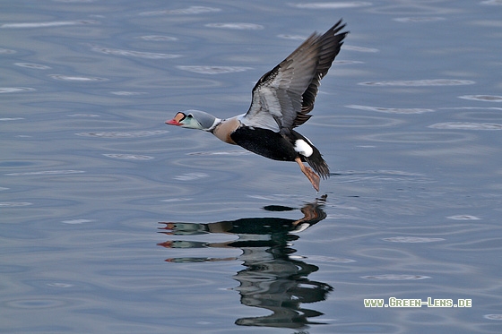 Prachteiderente - Copyright Stefan Pfützke