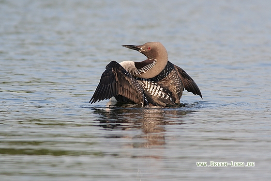 Prachttaucher - Copyright Stefan Pfützke