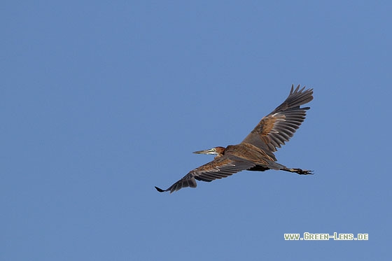 Purpurreiher - Copyright Stefan Pfützke