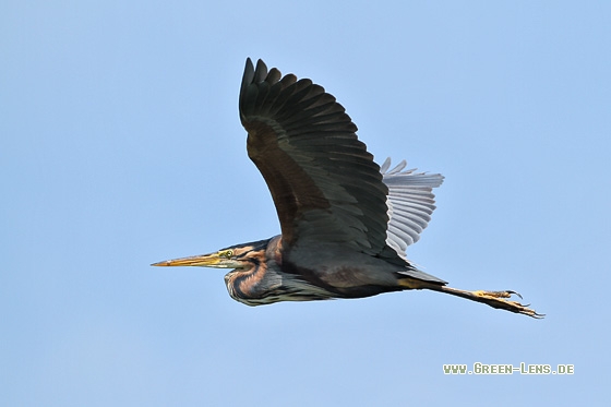 Purpurreiher - Copyright Stefan Pfützke