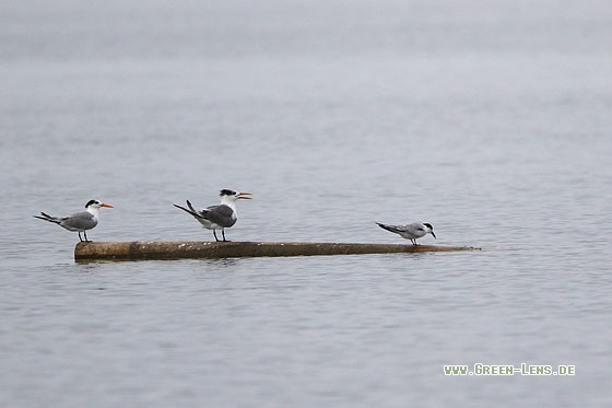 Rüppellseeschwalbe - Copyright Stefan Pfützke