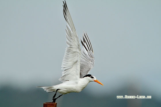 Rüppellseeschwalbe - Copyright Stefan Pfützke