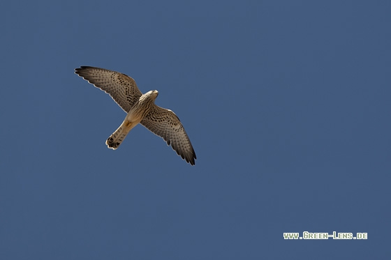 Rötelfalke - Copyright Mathias Putze