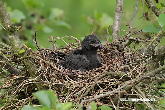 Rabenkrähe - Copyright Stefan Pfützke