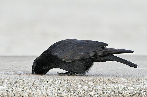 Rabenkrähe - Copyright Stefan Pfützke