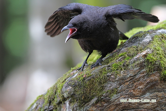 Rabenkrähe - Copyright Christoph Moning